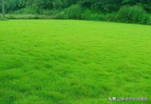 园林景观设计知识，台湾青